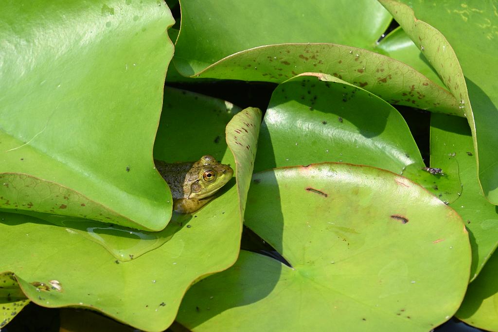 2025-08039848 Tower Hill Botanic Garden, MA.JPG - Green Frog. New England Botanic Garden at Tower Hill, MA, 8-3-2025